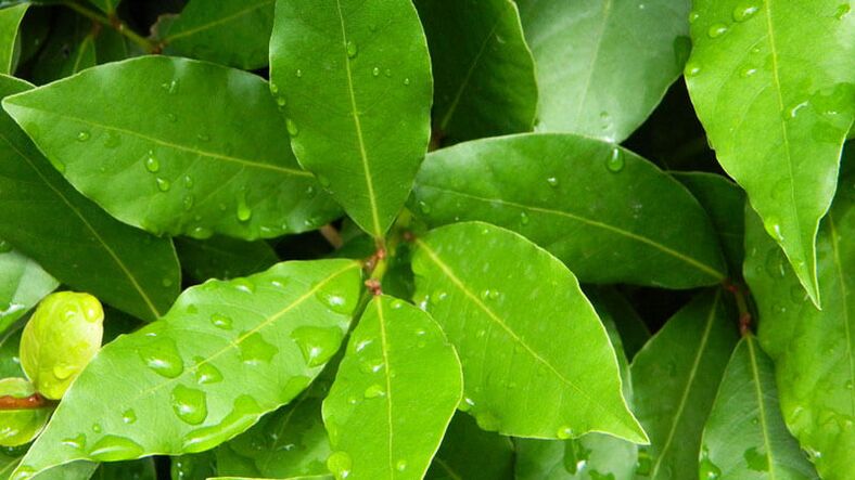 Bay leaf, necessary for use in diabetes mellitus